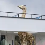 3D-Giraffe für Kinderkrippen